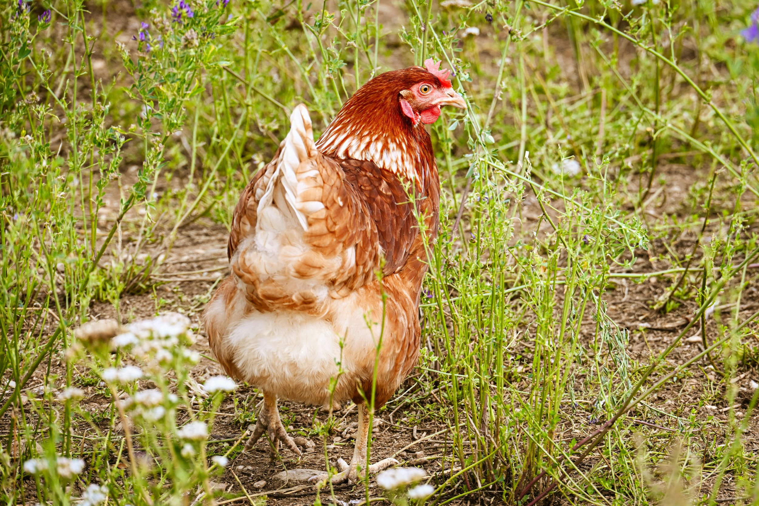 Hens on pasture at Hormkrachay Pasture Farm