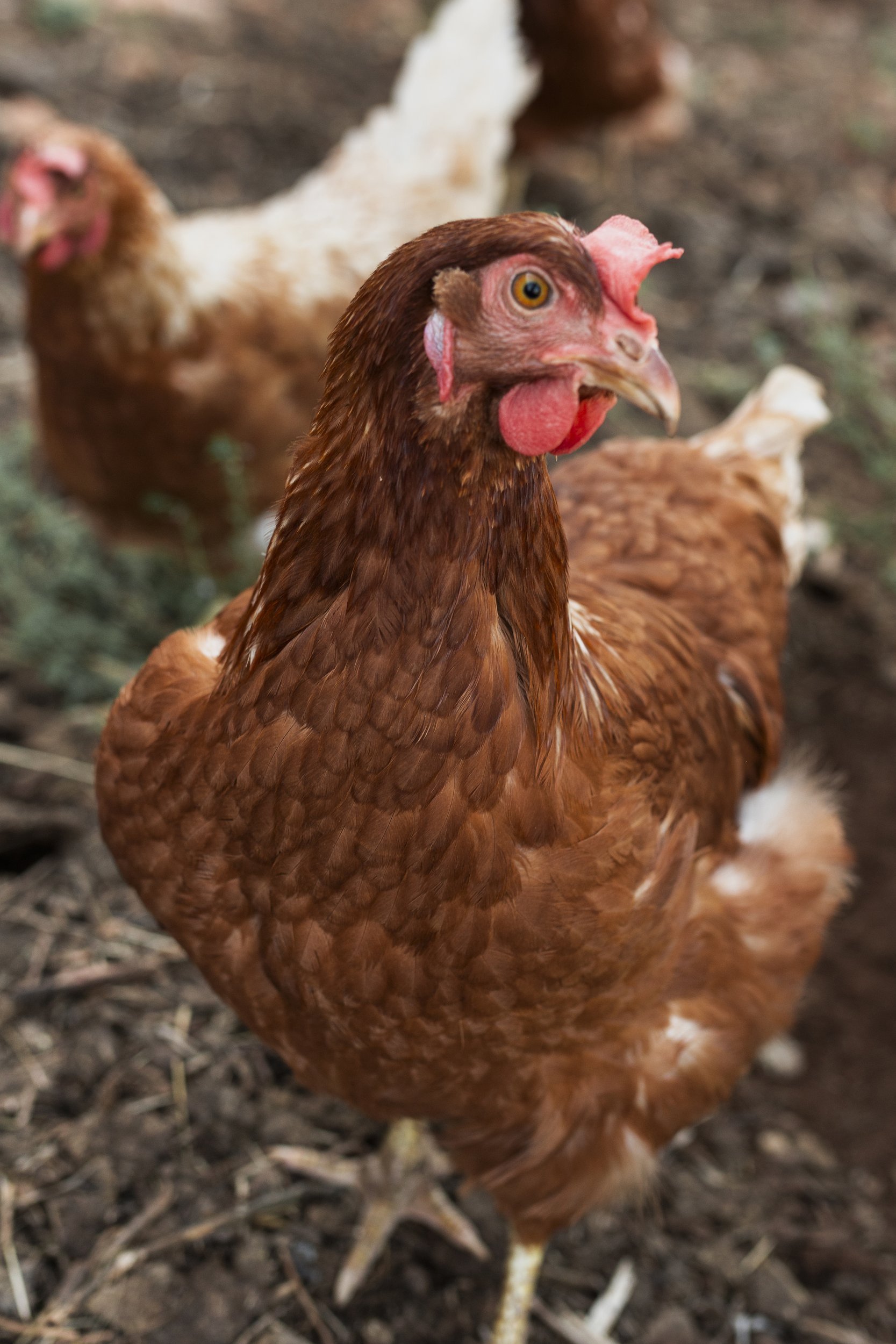 Hormkrachay Pasture Farm Detail