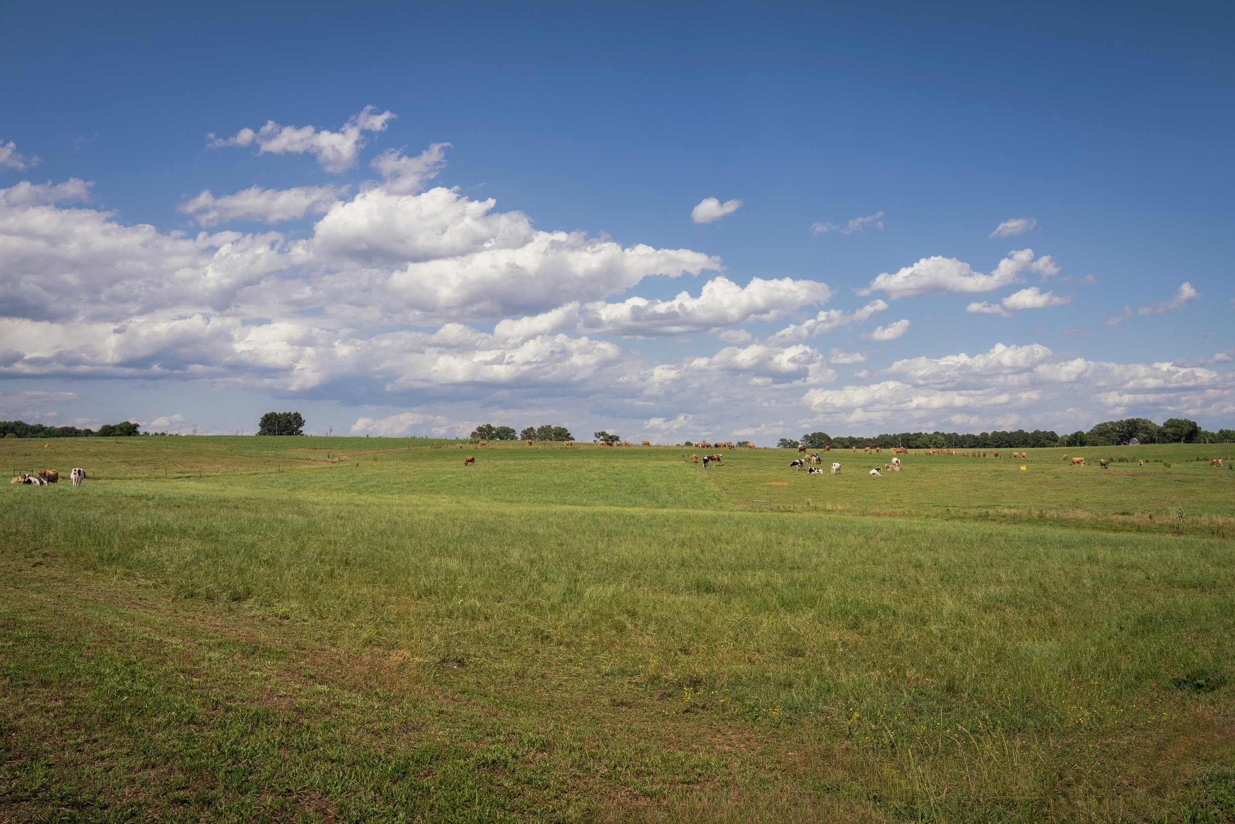 Cows on pasture at Hormkrachay Pasture Farm